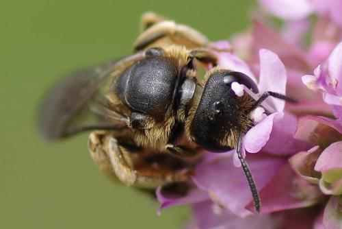 Réf. 271 228 : Halictus simplex